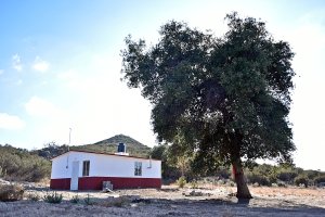 Neji Mexico house with tree